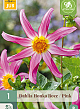 X 1 DAHLIA HONKA ROZE I