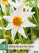 X 1 DAHLIA HONKA WIT I