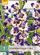 X   7 GLADIOLUS CIRCUS COLOR 12/14