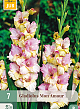 X   7 GLADIOLUS MON AMOUR 12/14
