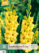 X 10 GLADIOLUS NOVA LUX 12/14