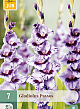 X   7 GLADIOLUS PASSOS 12/14