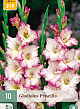 X 10 GLADIOLUS PRISCILLA 12/14