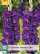 X 10 GLADIOLUS PURPLE FLORA 12/14