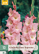 X 10 GLADIOLUS ROSE SUPREME 12/14