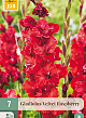 X   7 GLADIOLUS VELVET RASPBERRY 12/14