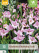 X 10 GLADIOLUS CHARMING LADY 8/9
