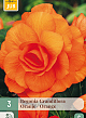 X 3 BEGONIA GRANDIFLORA ORANJE 5/6