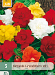 X 3 BEGONIA GRANDIFLORA MIX 5/6