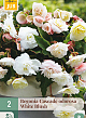 X 2 BEGONIA CASCADE ODOROSA WHITE BLUSH 5/6