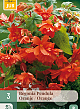 X 3 BEGONIA PENDULA ORANJE 4/5