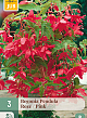 X 3 BEGONIA PENDULA ROZE 4/5