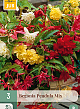 X 3 BEGONIA PENDULA MIX 4/5
