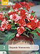 X 3 BEGONIA MARMORATA 5/6