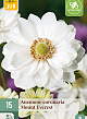 X 15 ANEMONE CORONARIA MOUNT EVEREST VJ 5/6