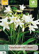 X   1 CRINUM POWELLII ALBUM 20/24