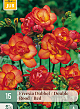 X 15 FREESIA DUBBEL ROOD 5/+