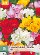 X 15 FREESIA DUBBEL MIX VJ 5/+