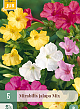 X   5 MIRABILIS JALAPA MIX II