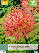 X   1 SCADOXUS MULTIFLORUS 16/18