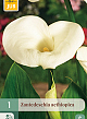 X   1 ZANTEDESCHIA AETHIOPICA 14/16