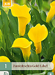 X   1 ZANTEDESCHIA GOLD LABEL 14/16