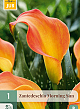 X   1 ZANTEDESCHIA MORNING SUN 14/16