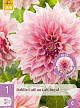 X 1 DAHLIA CAFE AU LAIT ROYAL I