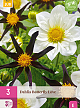X 3 DAHLIA BUTTERFLY LOVE I