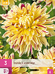 X 3 DAHLIA CAMBRIDGE I