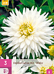 X 3 DAHLIA CACTUS WIT I