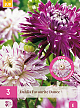 X 3 DAHLIA FAVOURITE DANCE I