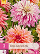 X 3 DAHLIA LABYRINTH MIX I
