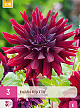 X 3 DAHLIA RIP CITY I