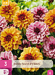X 3 DAHLIA SWEET & HONEY I