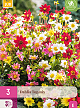X 3 DAHLIA TOPMIX I