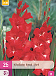 X 25 GLADIOLUS RED 12/14