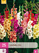 X 25 GLADIOLUS MIX 12/14