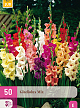 X 50 GLADIOLUS MIX 10/12