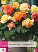 X 10 BEGONIA PASTEL COMPACTA MIX 3/4