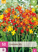 X 50 CROCOSMIA MIX 6/7