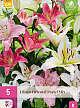 X 5 LILIUM ORIENTAL PASTEL MIX 14/16