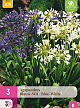 X 3 AGAPANTHUS BLAUW - WIT 1/2