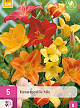 X 5 HEMEROCALLIS MIX I