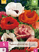 X 5 PAPAVER ORIENTALE MIX TOP