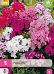 X 5 PHLOX MIX I