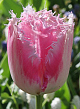X 100 TULIPA FANCY FRILLS 11/12