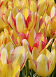 X 100 TULIPA ANTOINETTE 10/11