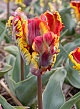 X 100 TULIPA RASTA PARROT 11/12