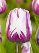 X 100 TULIPA REMS FAVOURITE 10/11